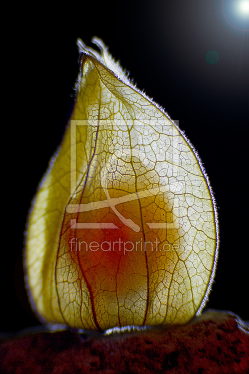 Bild-Nr.: 10454172 onePhysalis erstellt von wmoll