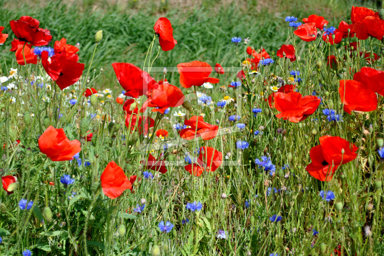 Bild-Nr.: 10454386 Mohnblumen und Kornblumen und Kamille erstellt von Susanne Herppich