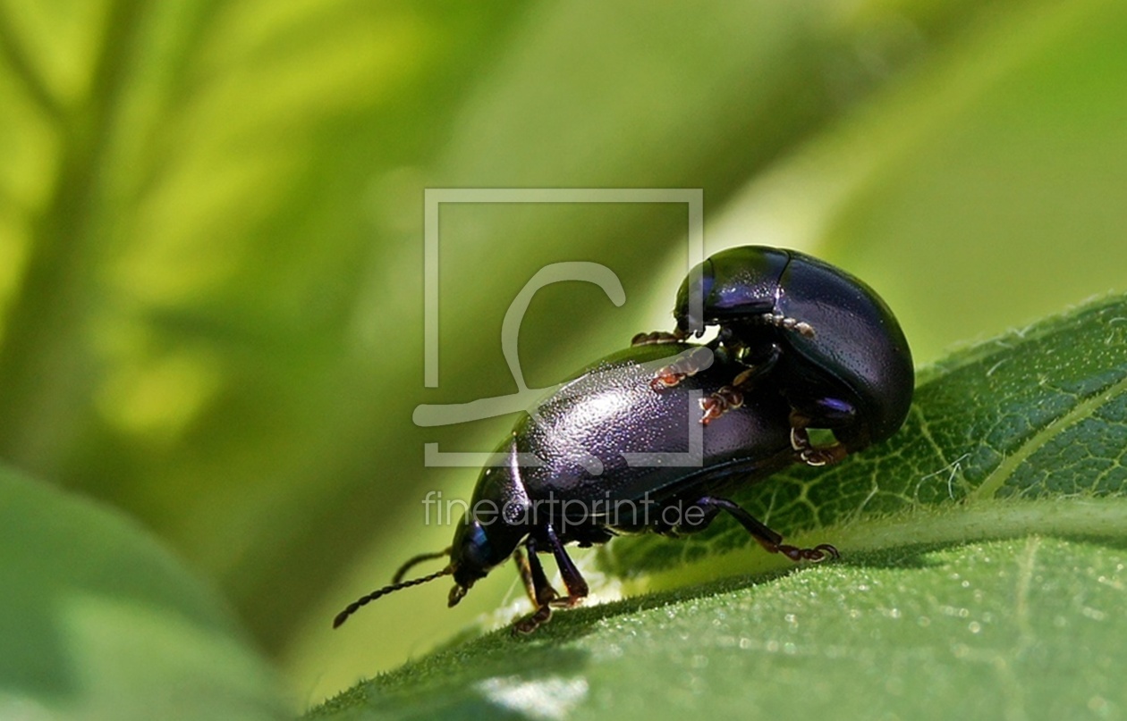 Bild-Nr.: 10456098 Käferliebe erstellt von St-Ke-FotoArt