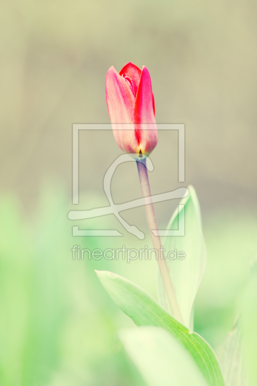 Bild-Nr.: 10457220 Tulip erstellt von FotoDeHRO