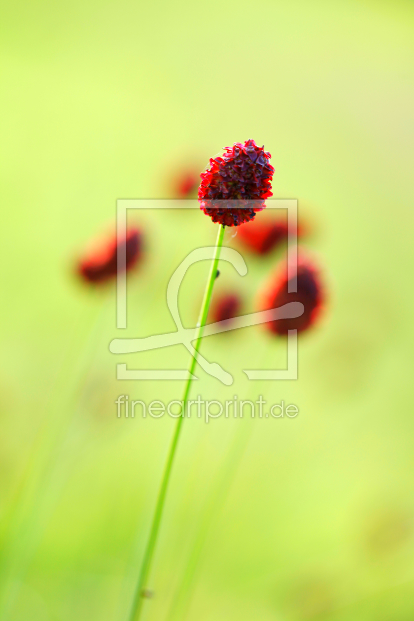 Bild-Nr.: 10457288 Wiesenfee erstellt von Renate Knapp