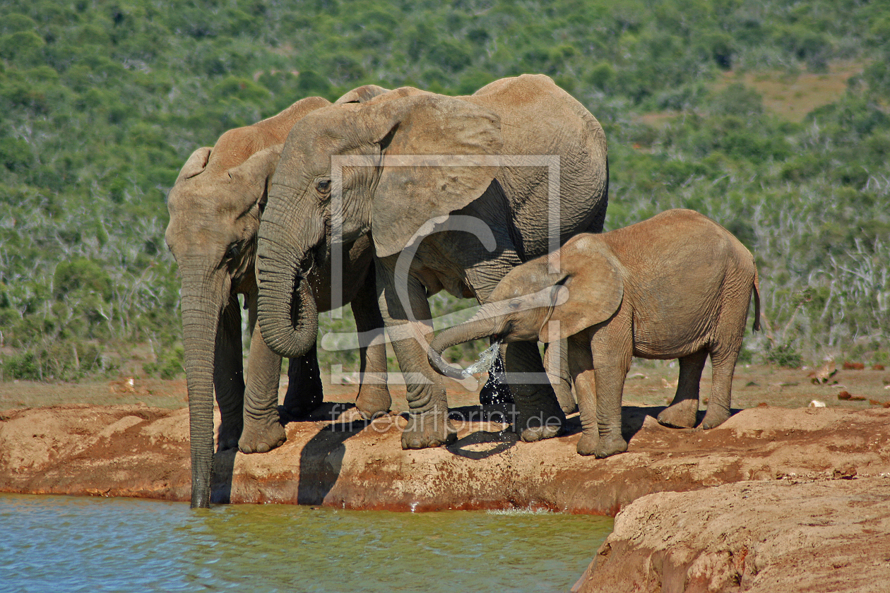 Bild-Nr.: 10459118 Elefanten erstellt von Manuel Schulz