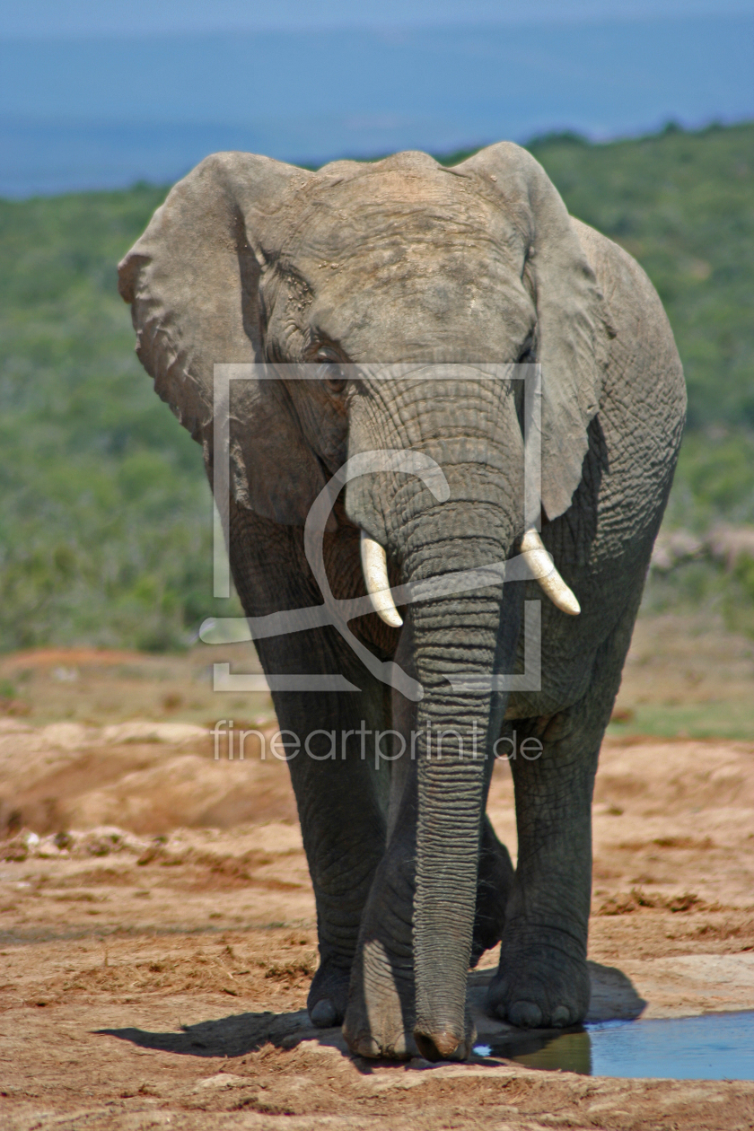 Bild-Nr.: 10459122 Elefant erstellt von Manuel Schulz