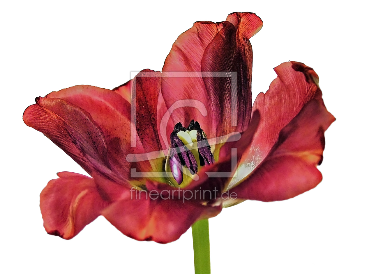 Bild-Nr.: 10460058 tulpenfeuer - burning tulip erstellt von augenWerk