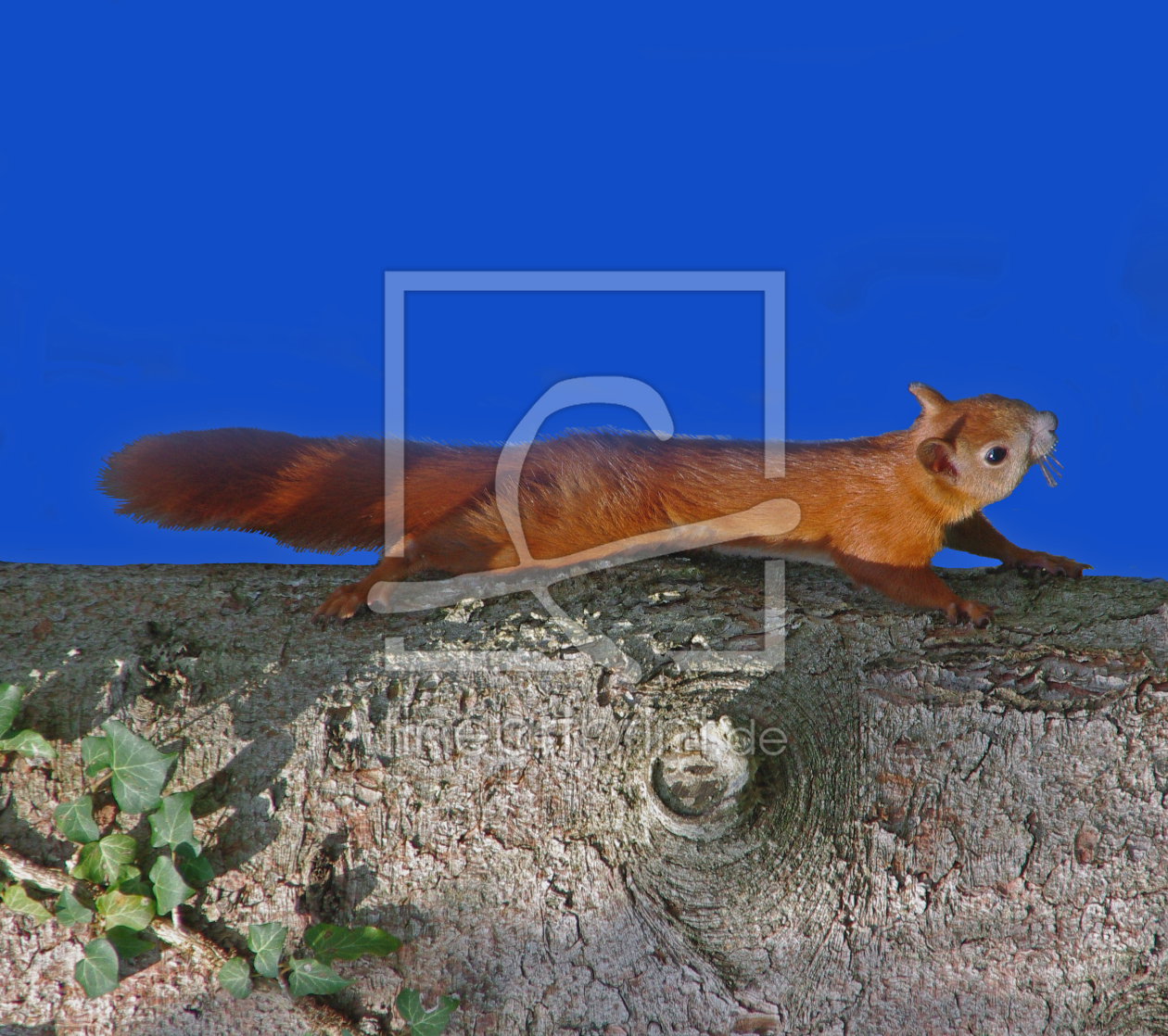 Bild-Nr.: 10461624 Eichhörnchen im Garten erwischt erstellt von Renate Schunack