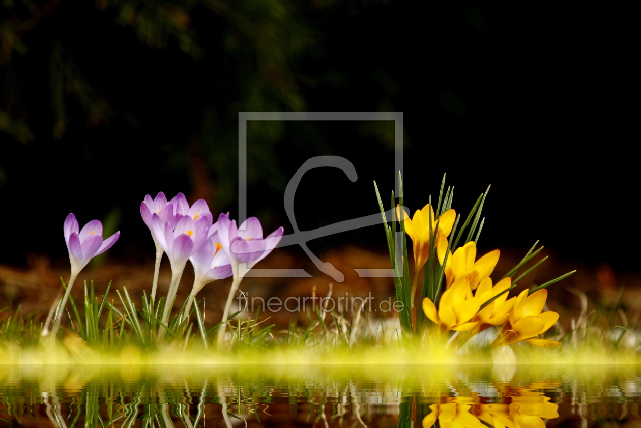 Bild-Nr.: 10463354 Krokus erstellt von fotoping