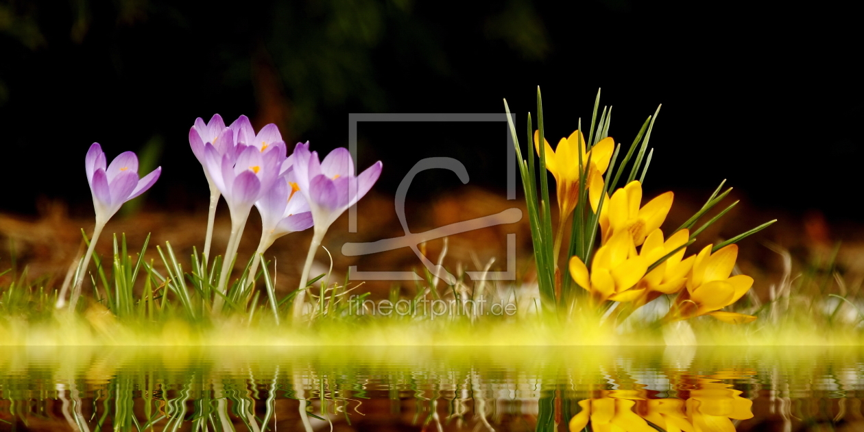 Bild-Nr.: 10463360 Krokus erstellt von fotoping