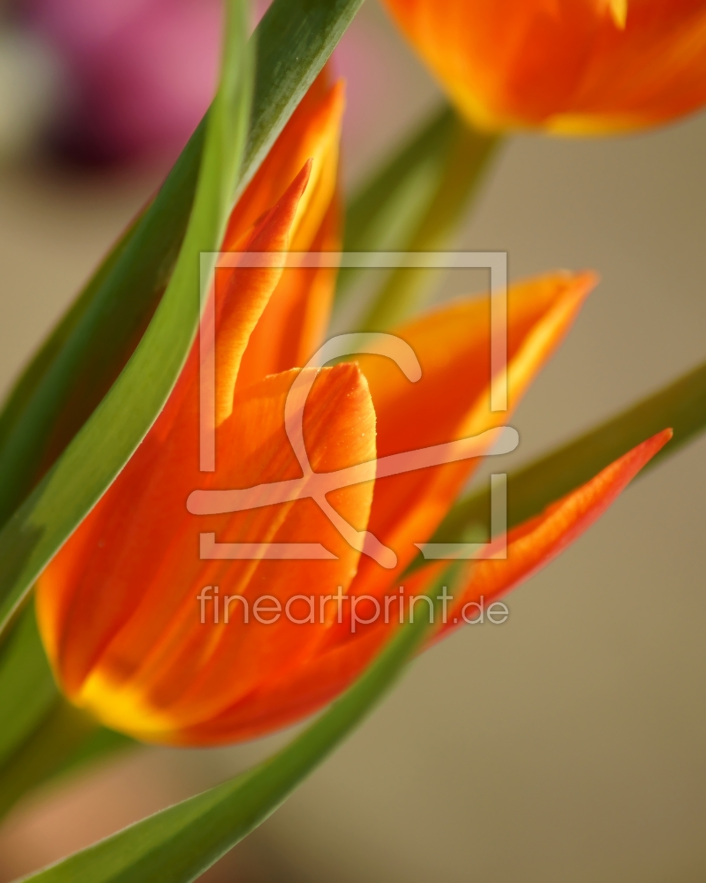 Bild-Nr.: 10463606 Feurige Tulpen erstellt von youhaveadream