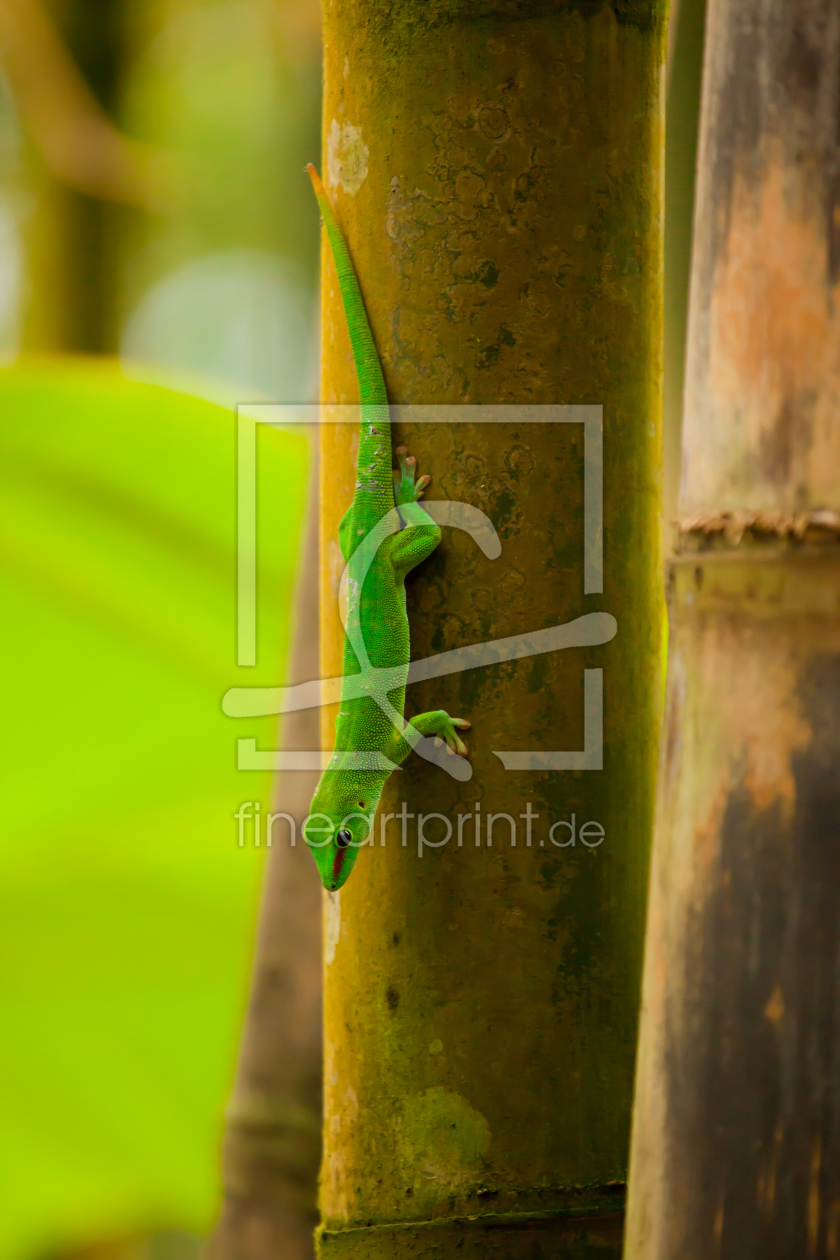 Bild-Nr.: 10464278 Taggecko erstellt von Johannes82