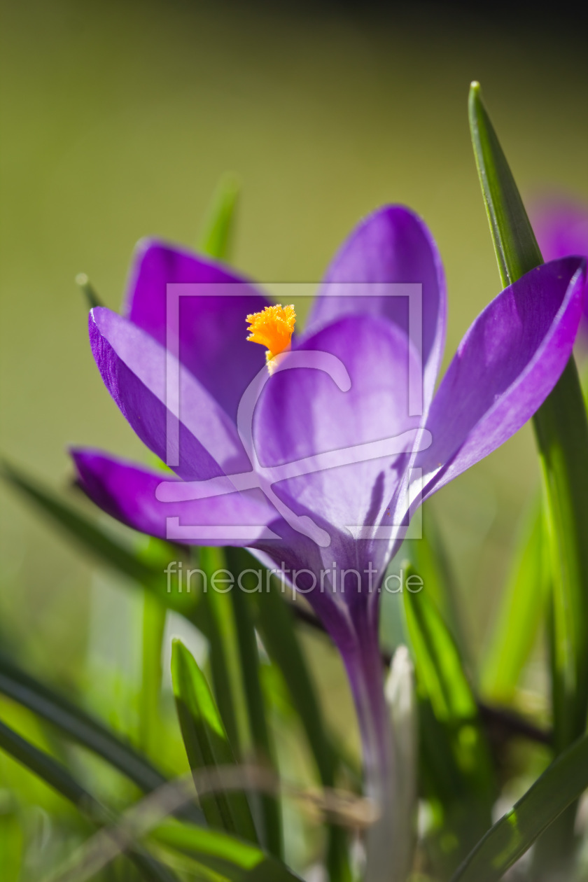 Bild-Nr.: 10466410 Krokus erstellt von Stephanie Stephanie Dannecker