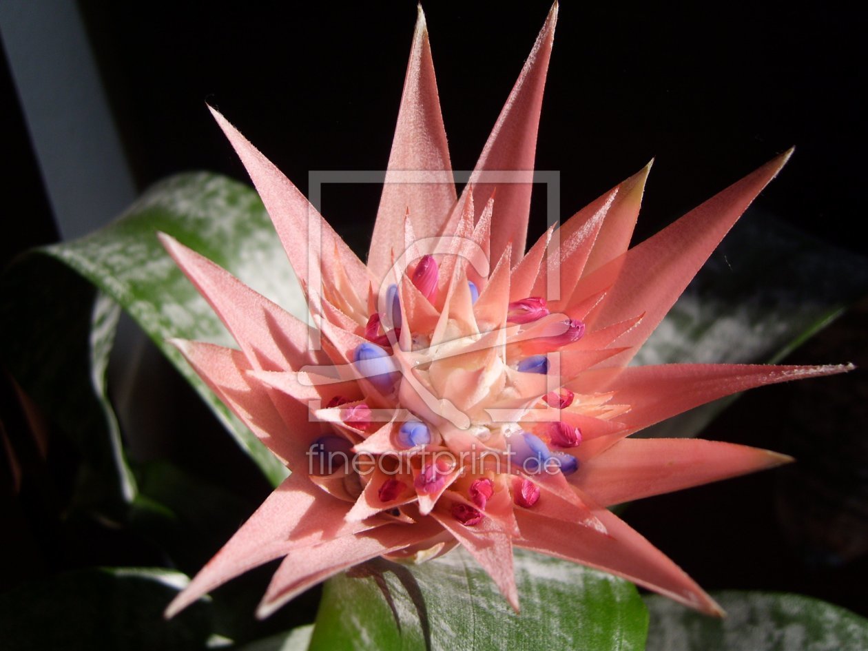 Bild-Nr.: 10467032 Bromeliaceae - Ananaspflanze erstellt von ARTRosan