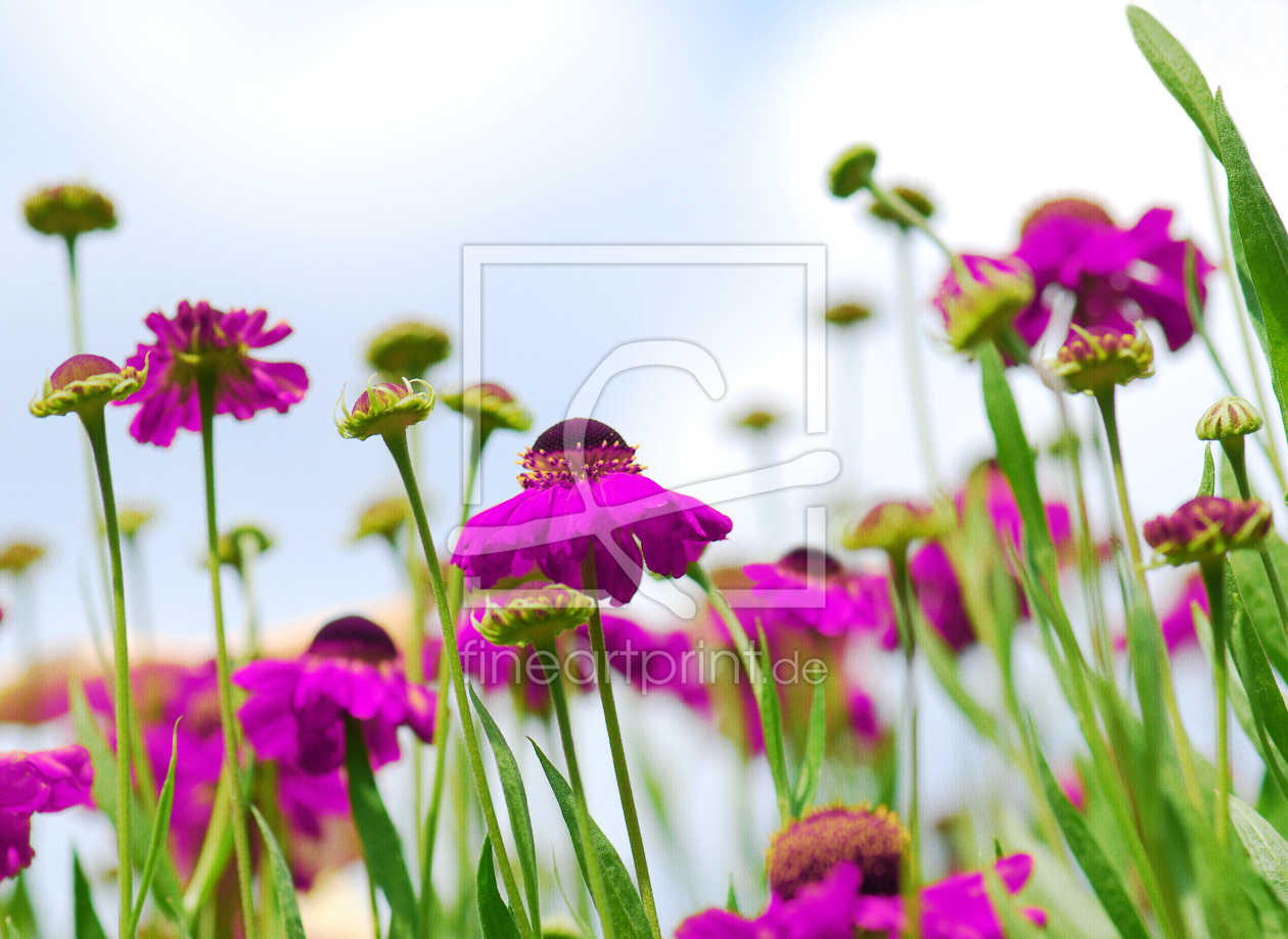 Bild-Nr.: 10467088 Blumenwiese erstellt von Atteloi