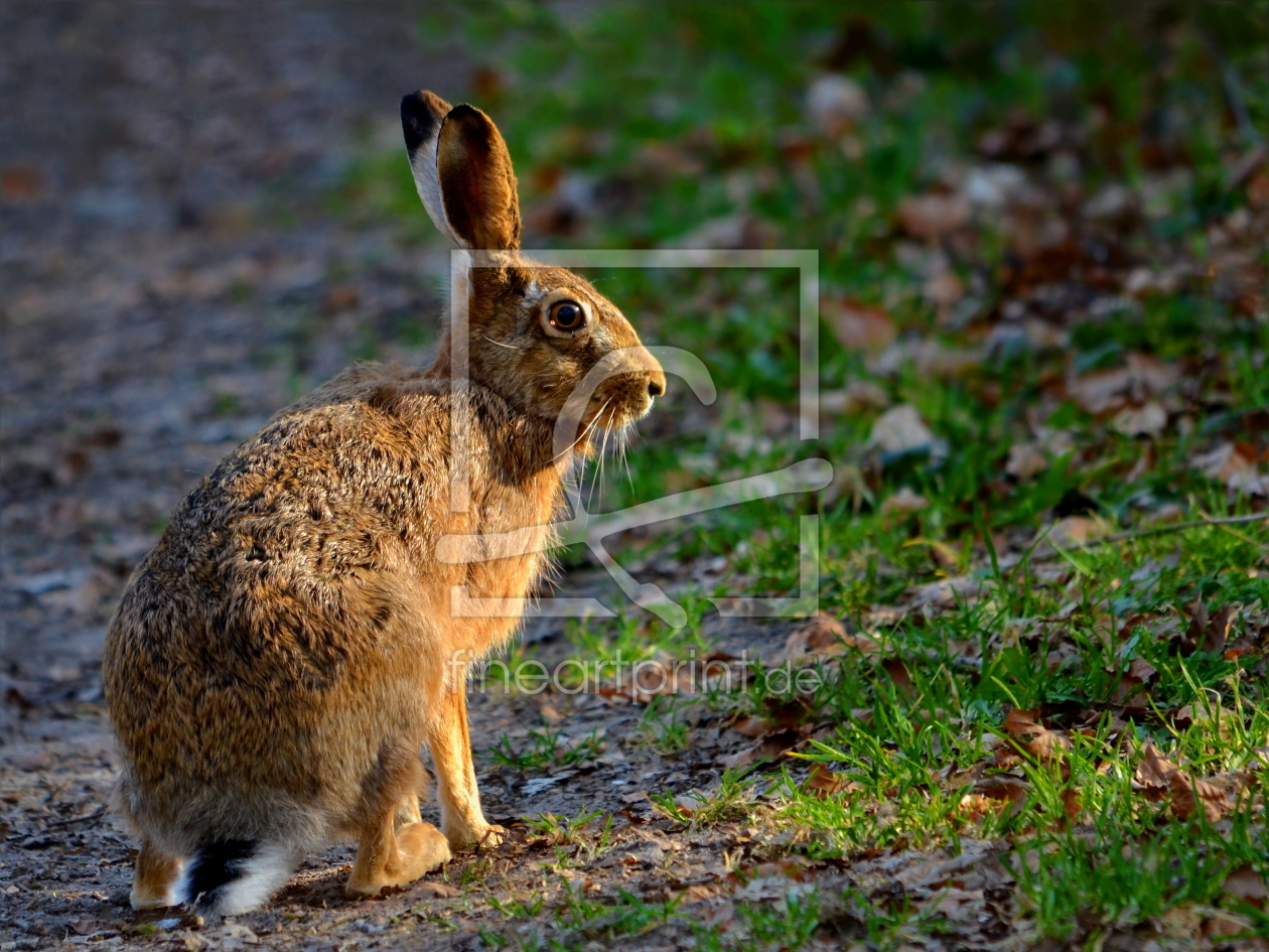 Bild-Nr.: 10468896 Der Osterhase kommt erstellt von Ostfriese