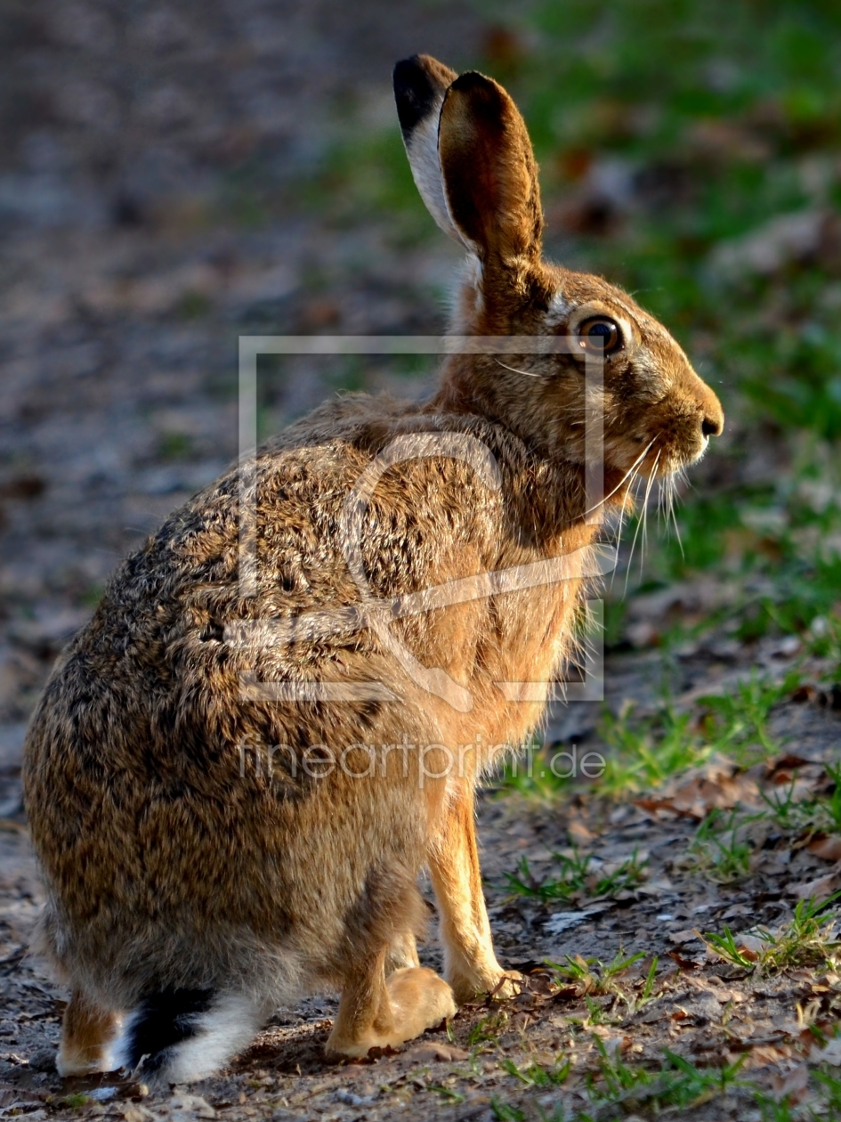 Bild-Nr.: 10468898 Lauschohren erstellt von Ostfriese