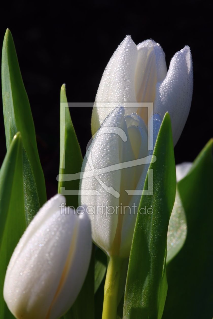 Bild-Nr.: 10469070 Weisse Tulpen 2012 erstellt von falconer59