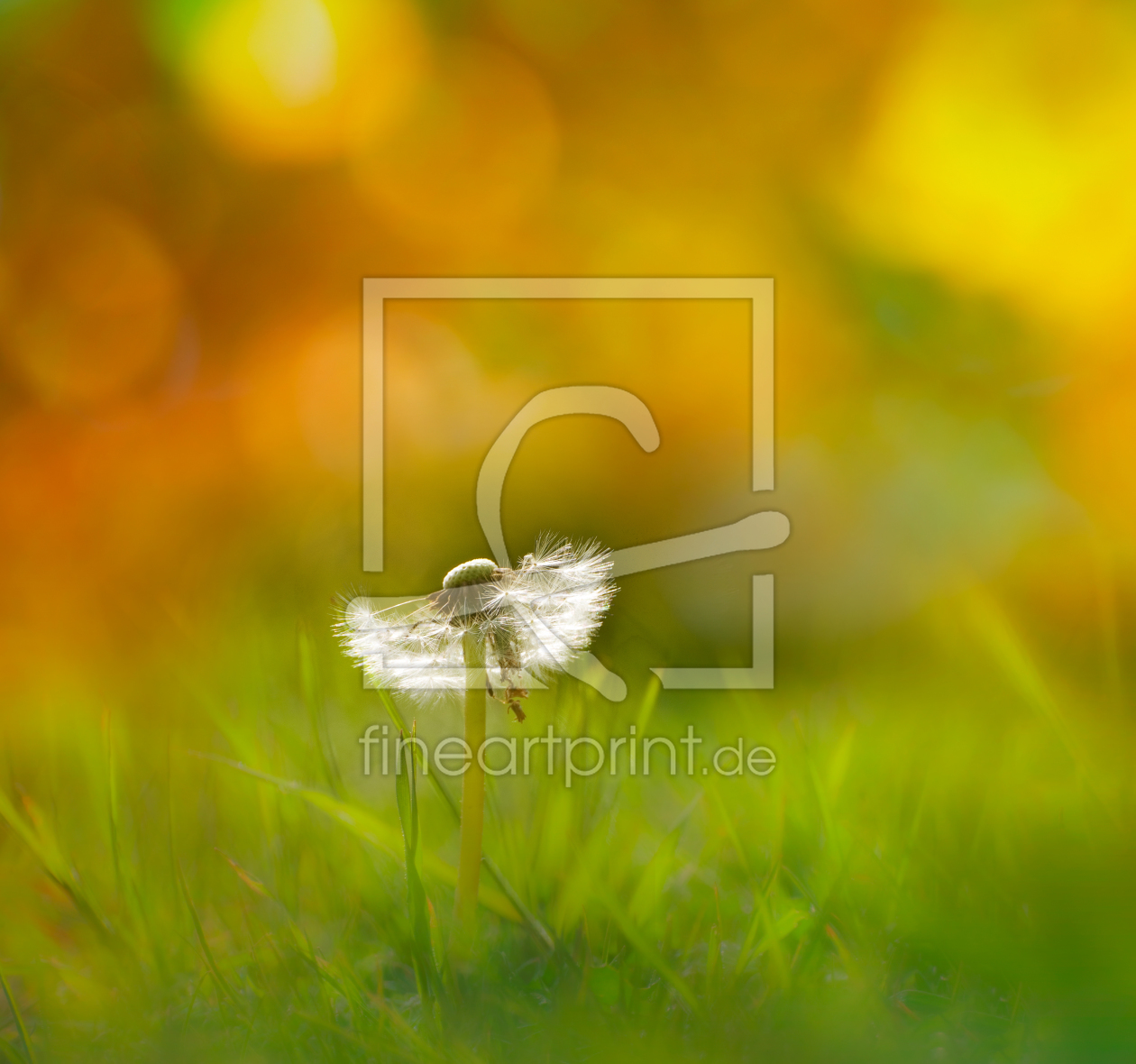 Bild-Nr.: 10469148 Pusteblume im Gras erstellt von SonjaWitter