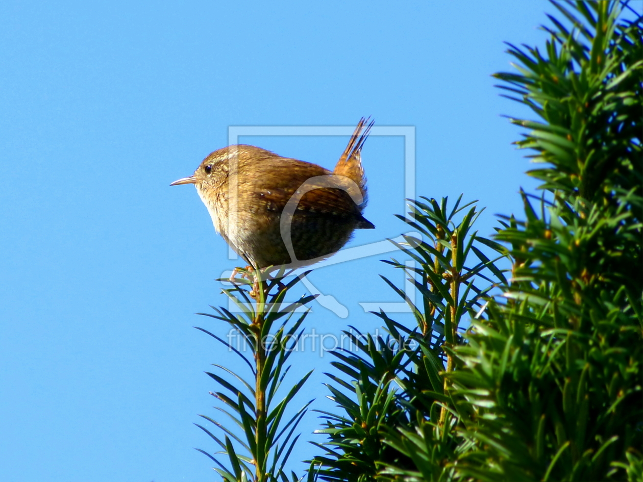 Bild-Nr.: 10470894 Der schmetternd Singende erstellt von Ostfriese