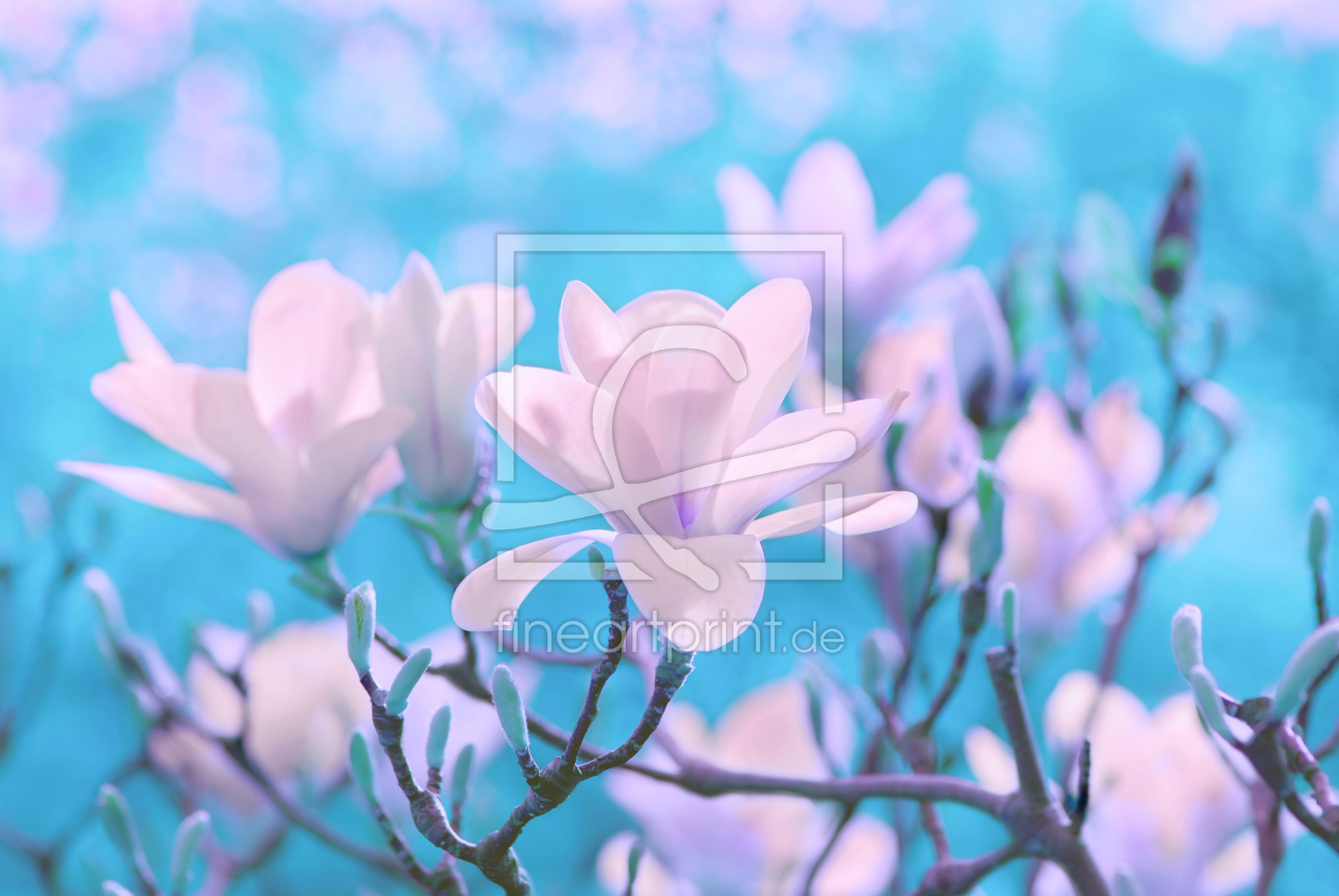 Bild-Nr.: 10471802 Magnolienblüte erstellt von Atteloi