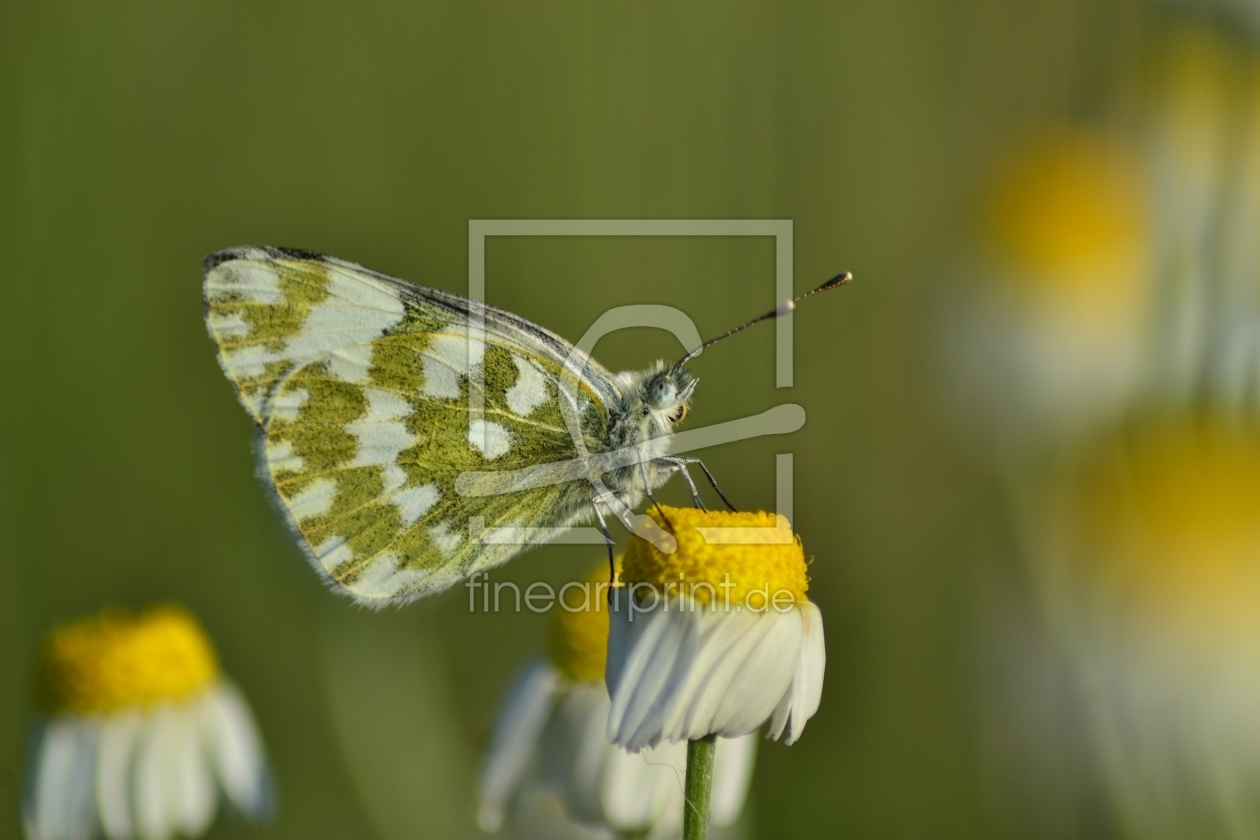 Bild-Nr.: 10471806 Butterfly on Flower 01 erstellt von Amino2012