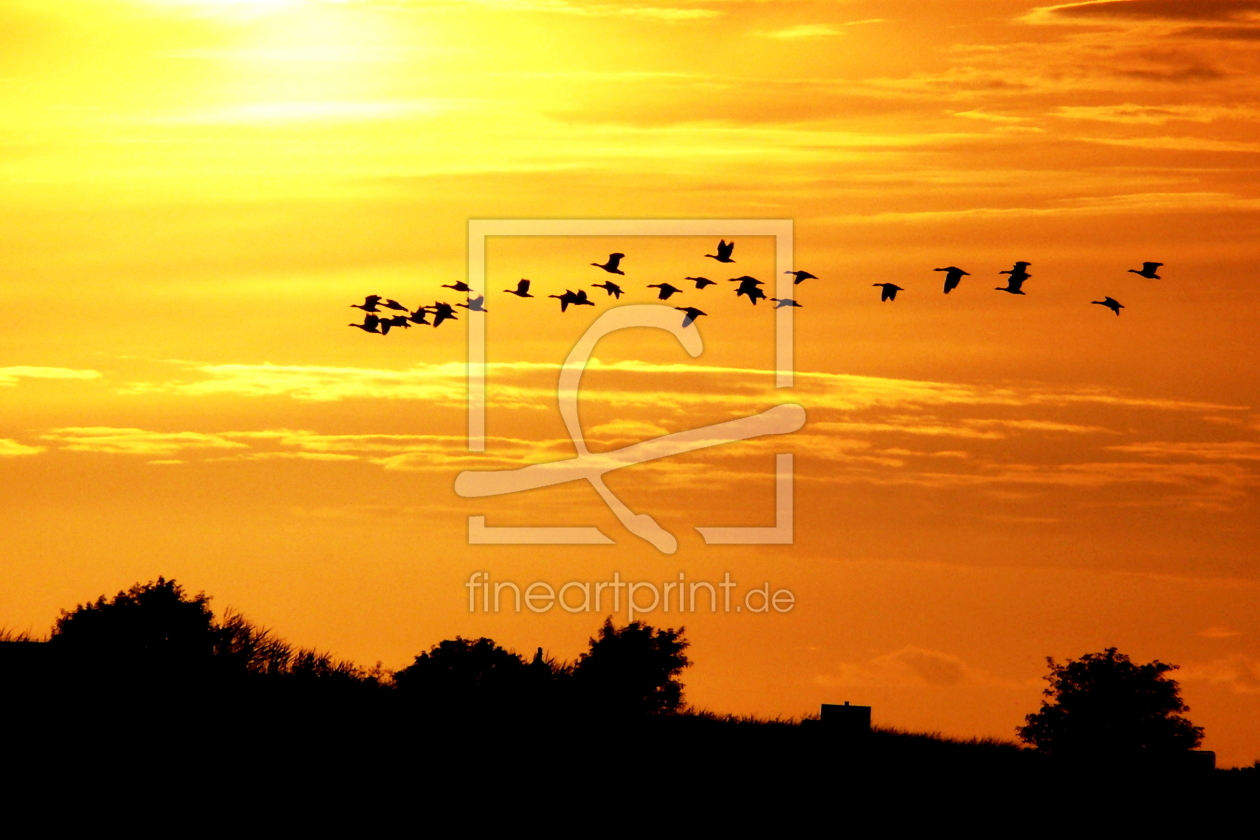 Bild-Nr.: 10472626 Der Sonne entgegen erstellt von Ostfriese