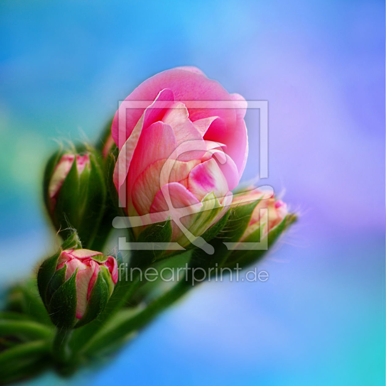 Bild-Nr.: 10473832 Blüte Pink erstellt von Atteloi