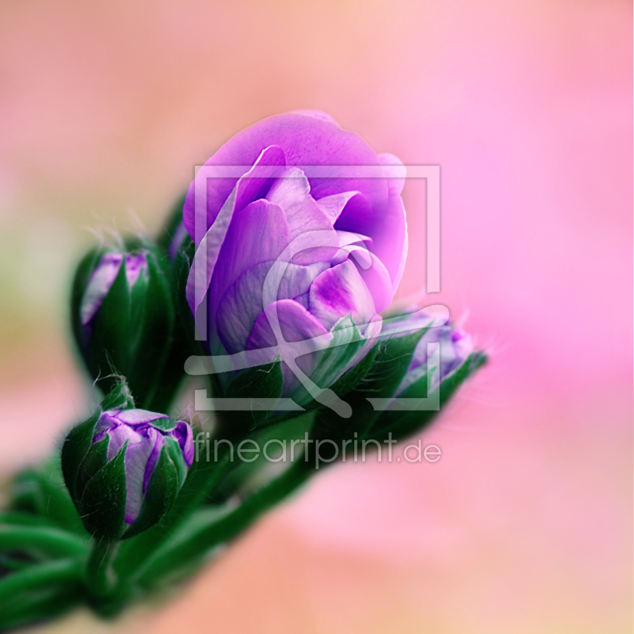 Bild-Nr.: 10473834 Blüte Violett erstellt von Atteloi