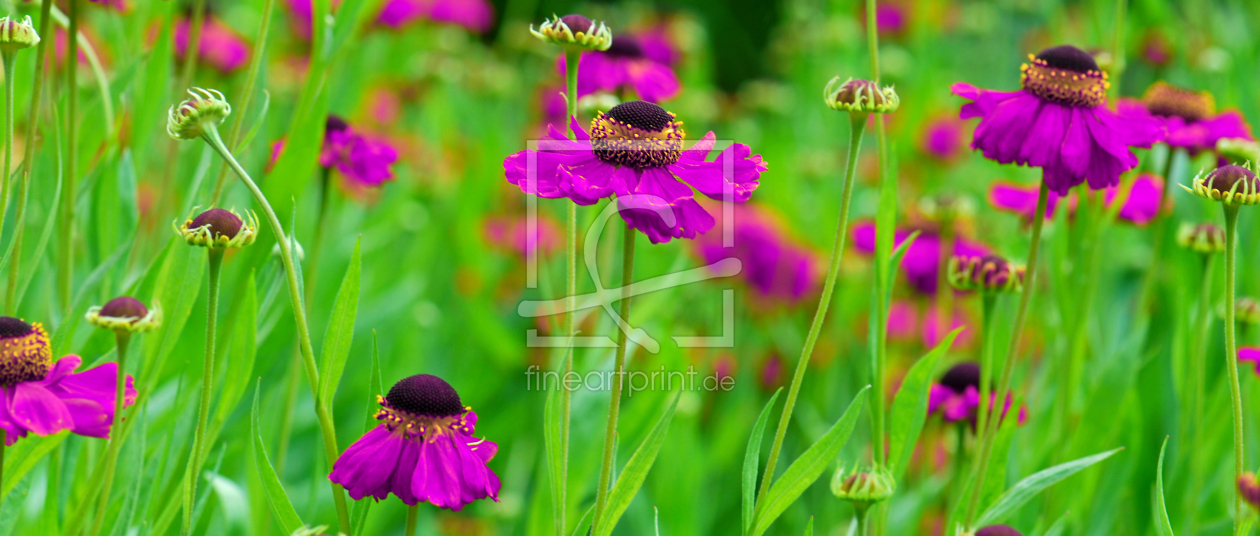 Bild-Nr.: 10476204 Blumenwiese erstellt von Atteloi