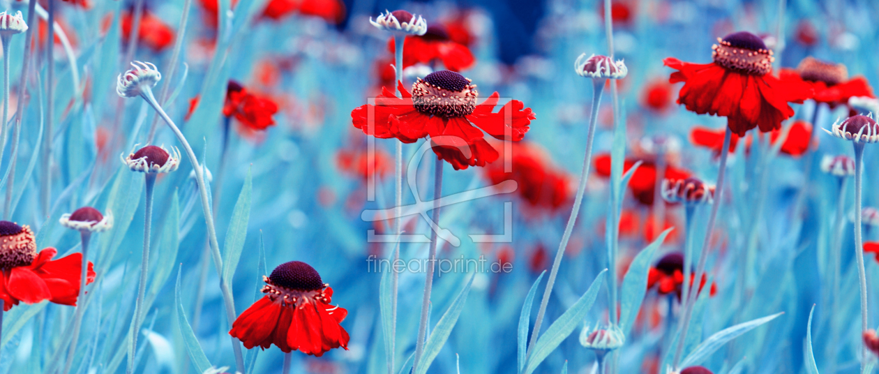 Bild-Nr.: 10476212 Blumenwiese erstellt von Atteloi