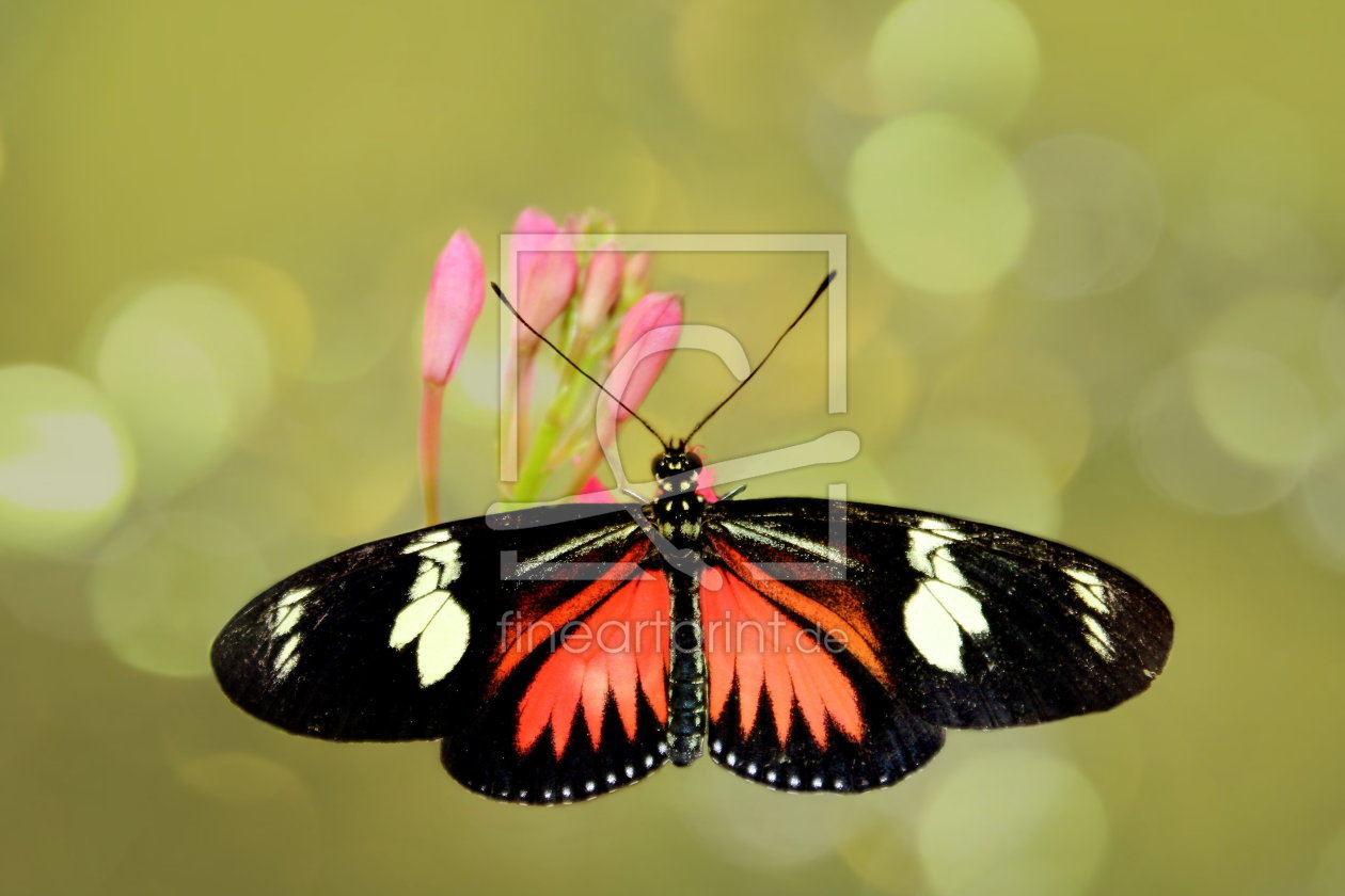 Bild-Nr.: 10477000 Schmetterling erstellt von Heike  Hultsch