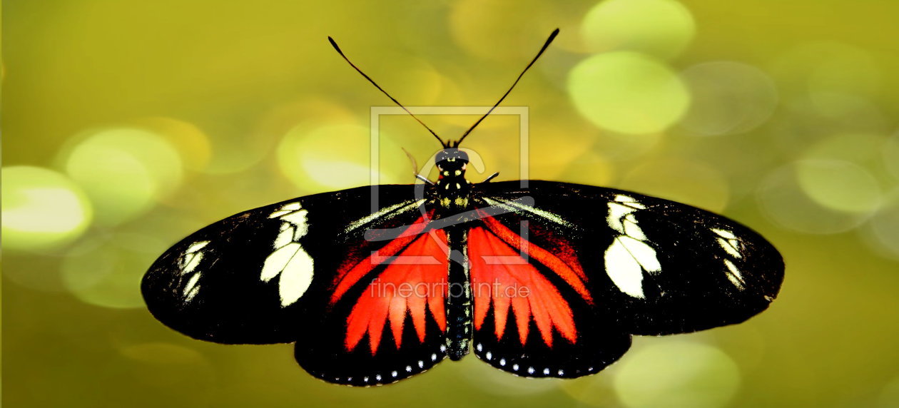 Bild-Nr.: 10477040 Panoramabild Schmetterling erstellt von Heike Hultsch