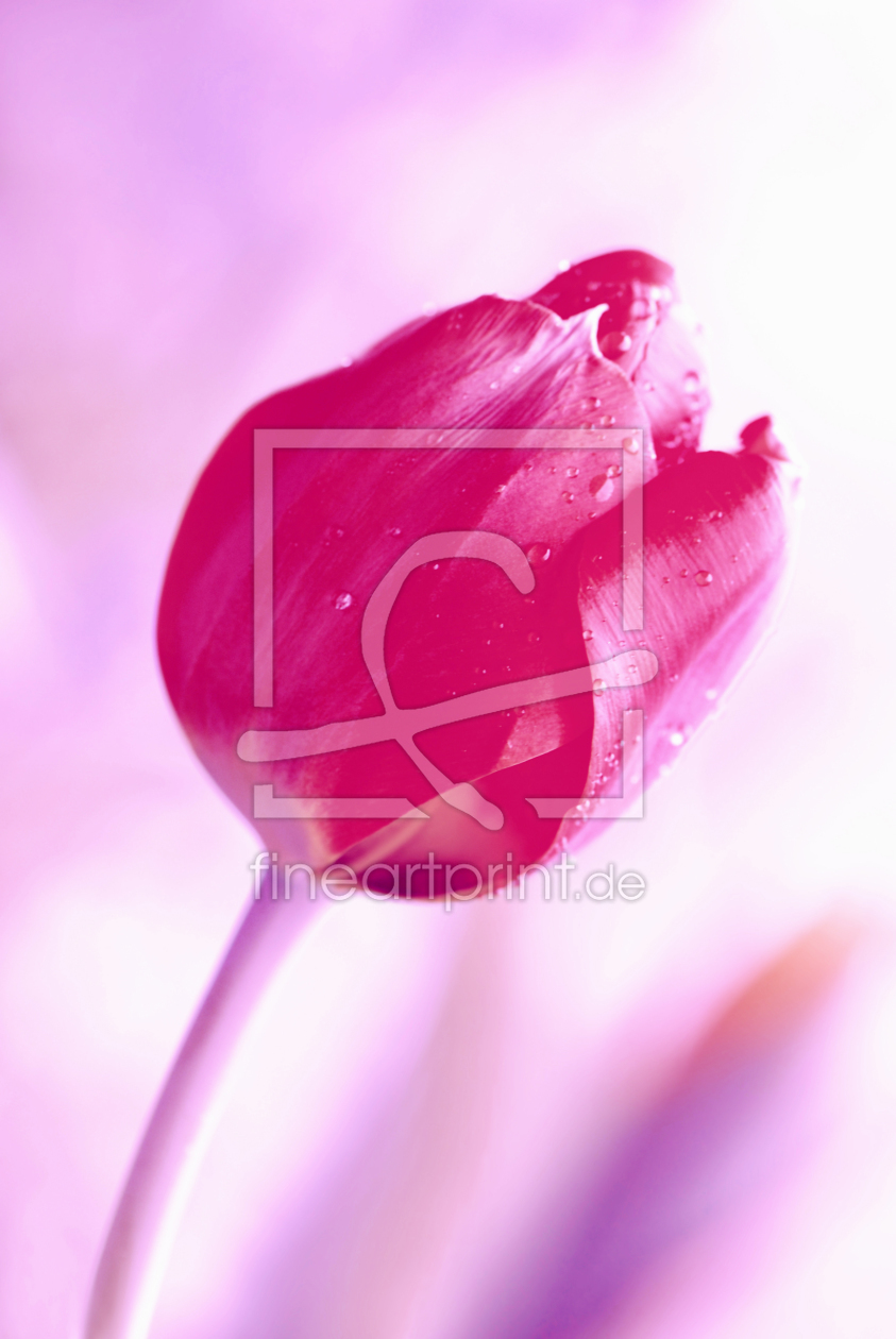 Bild-Nr.: 10477562 Tulpe Pink erstellt von Atteloi