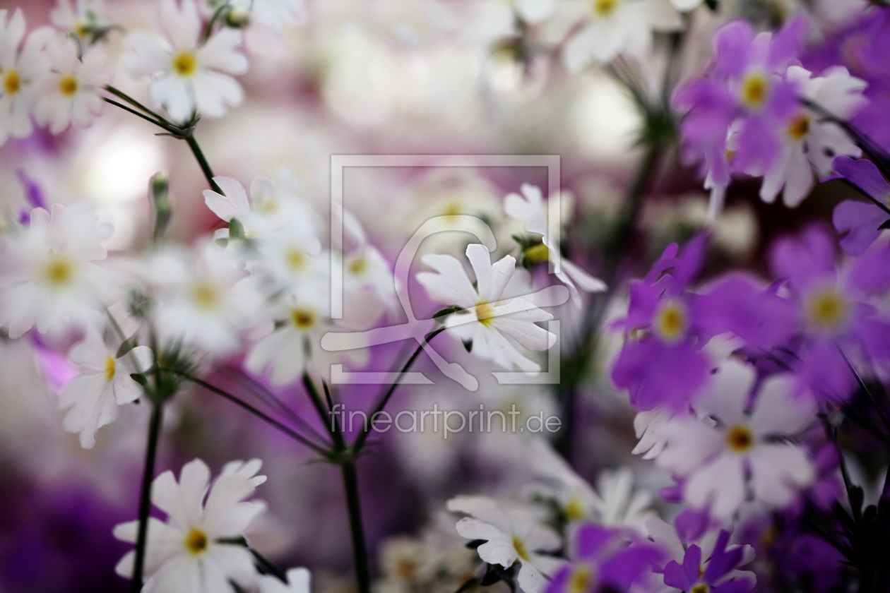 Bild-Nr.: 10477806 Flieder-Primel, Primula malacoides erstellt von Renate Knapp