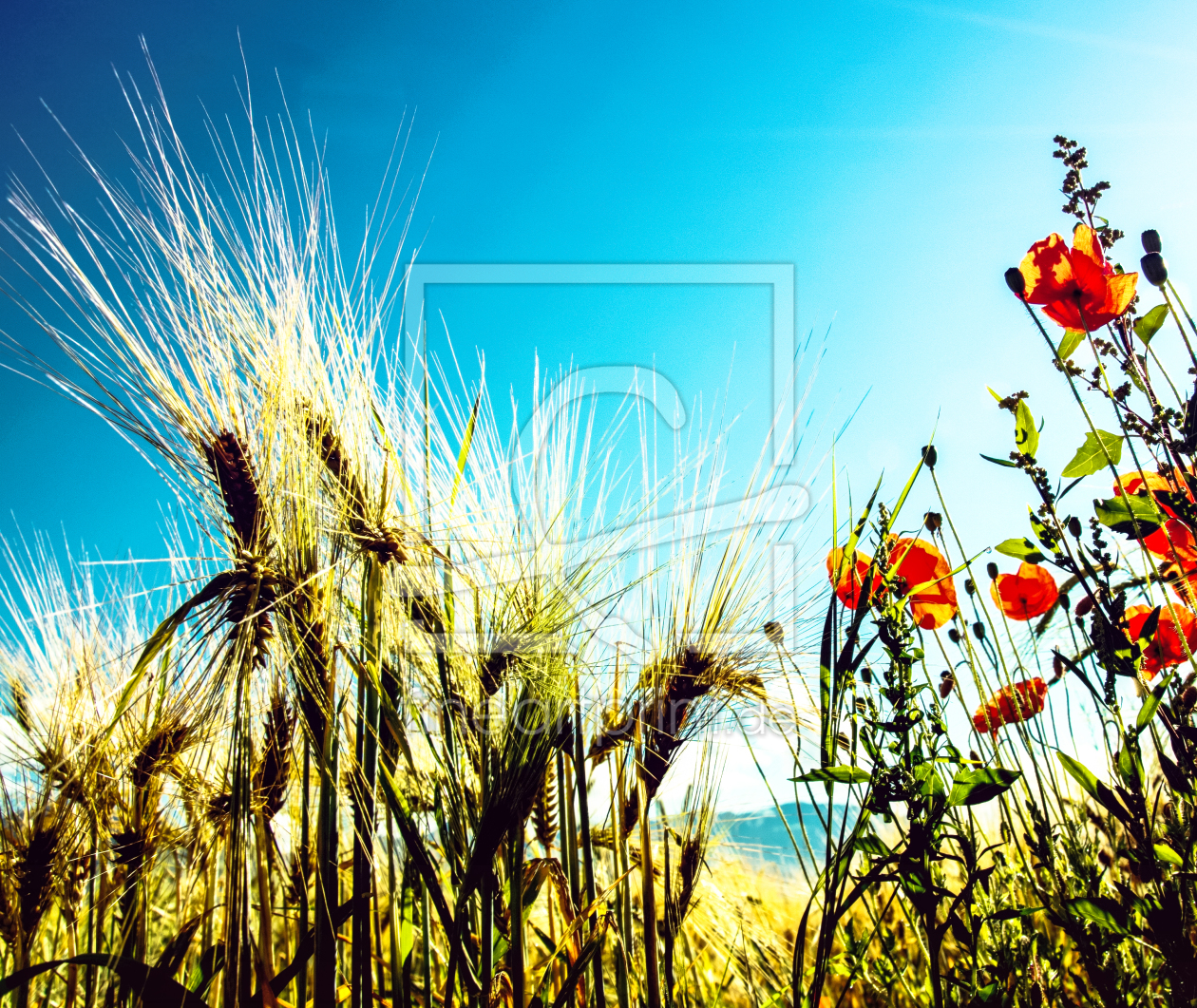 Bild-Nr.: 10479414 Mohnblumen erstellt von wompus