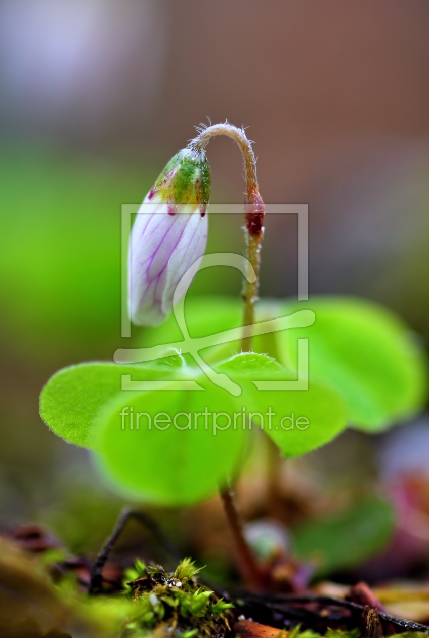 Bild-Nr.: 10480810 Oxalis erstellt von falconer59