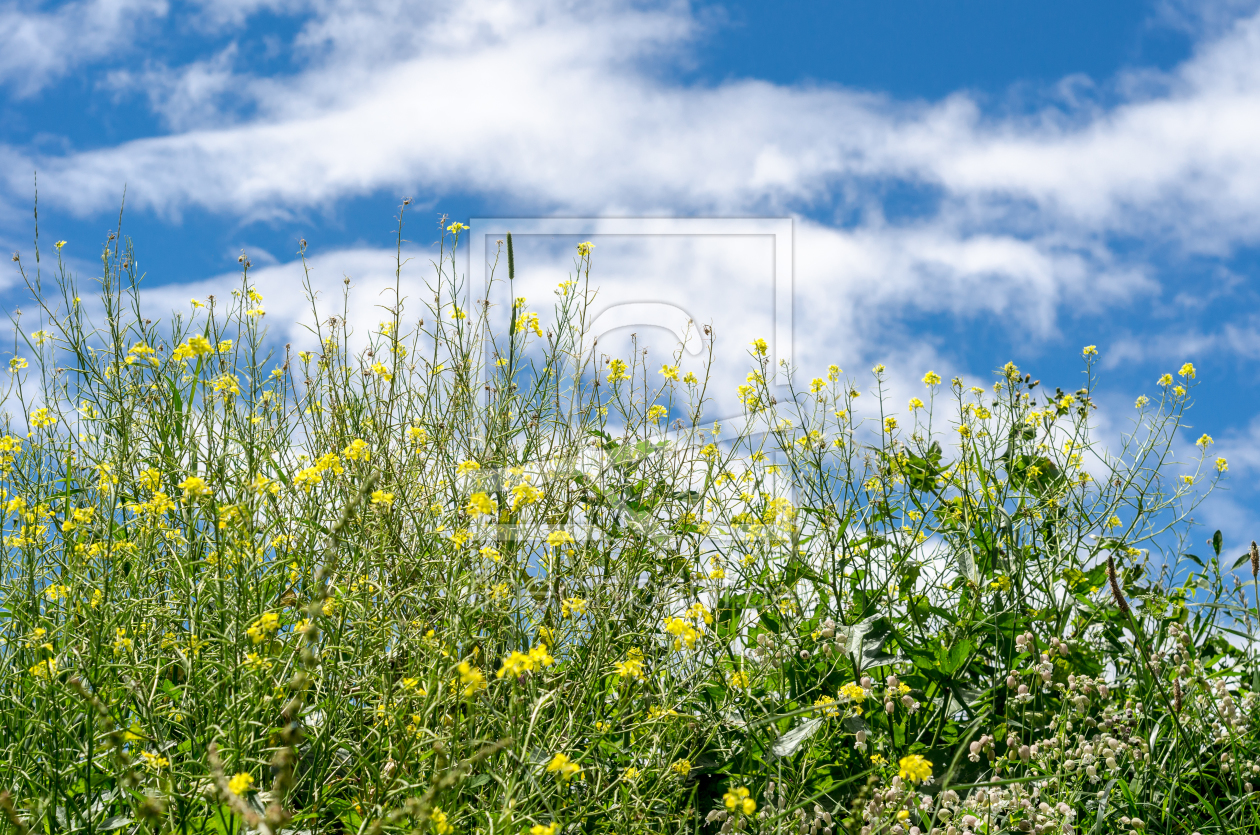 Bild-Nr.: 10481334  Sommerwiese erstellt von wompus
