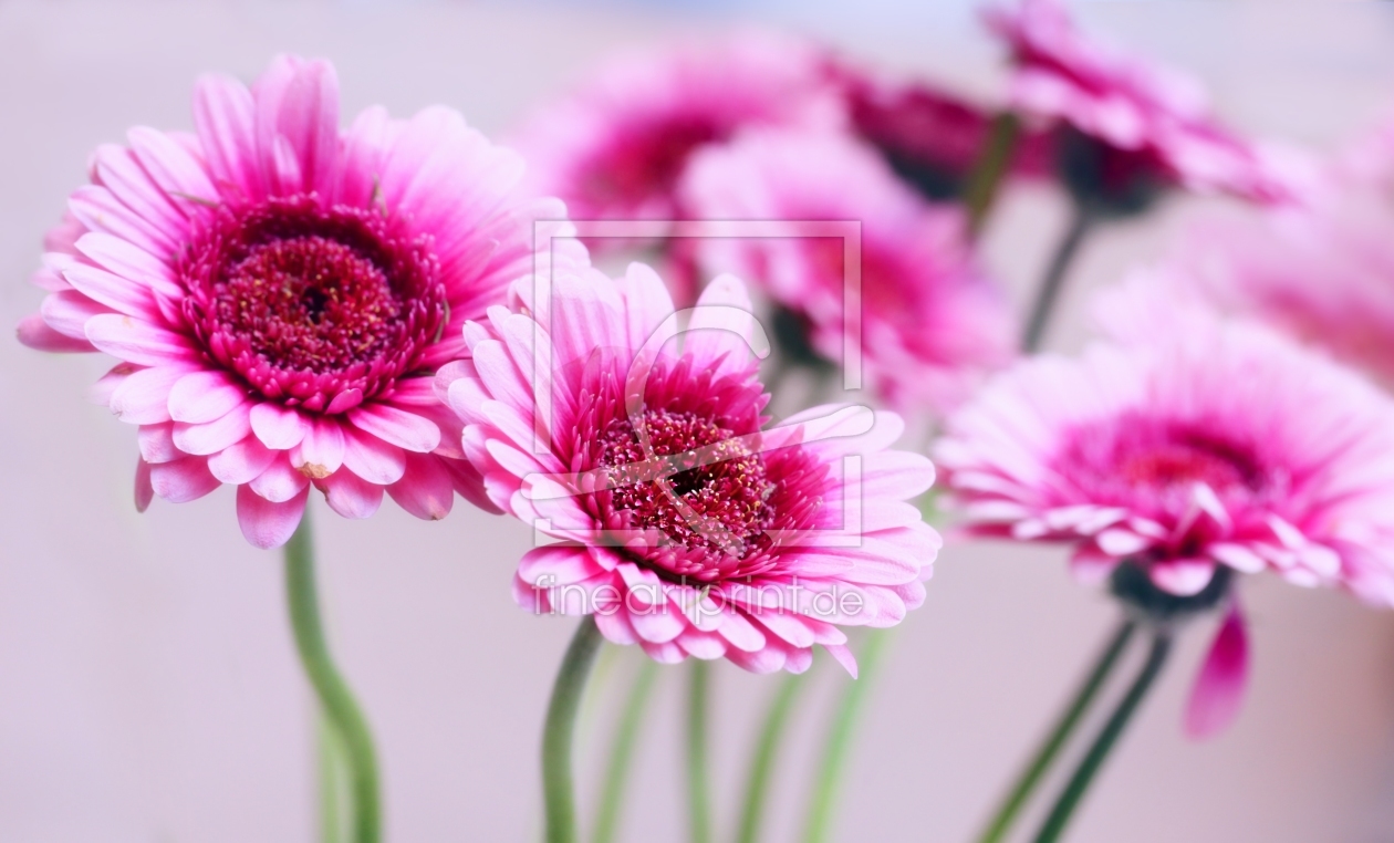 Bild-Nr.: 10481696 Flower for all erstellt von Renate Knapp