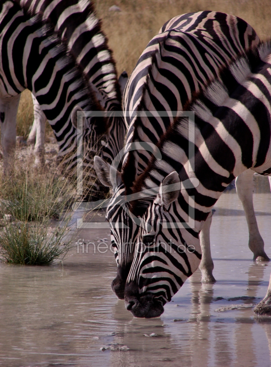 Bild-Nr.: 10483604 Zebras in Afrika erstellt von Schnippendipp
