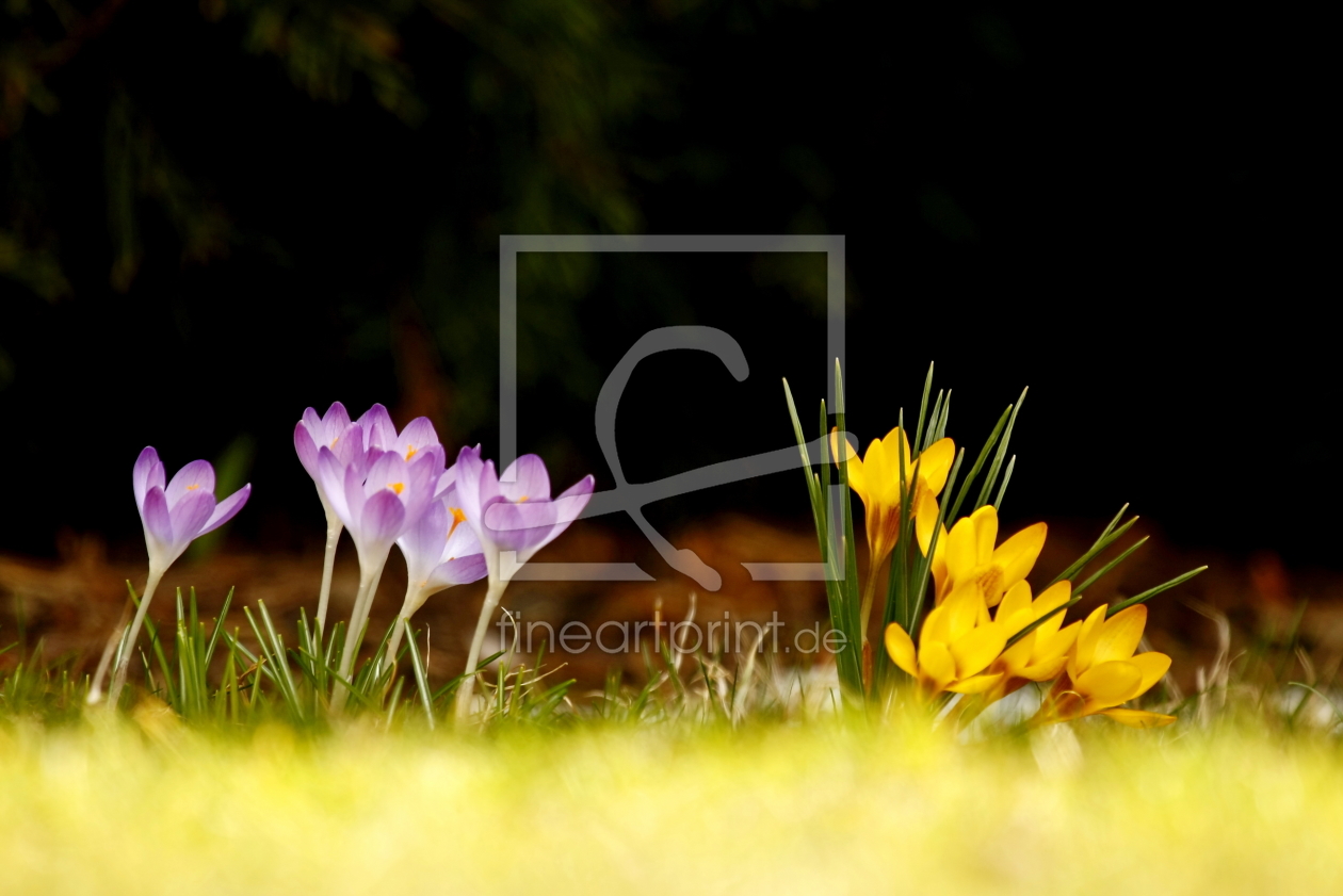 Bild-Nr.: 10483610 Krokus erstellt von fotoping