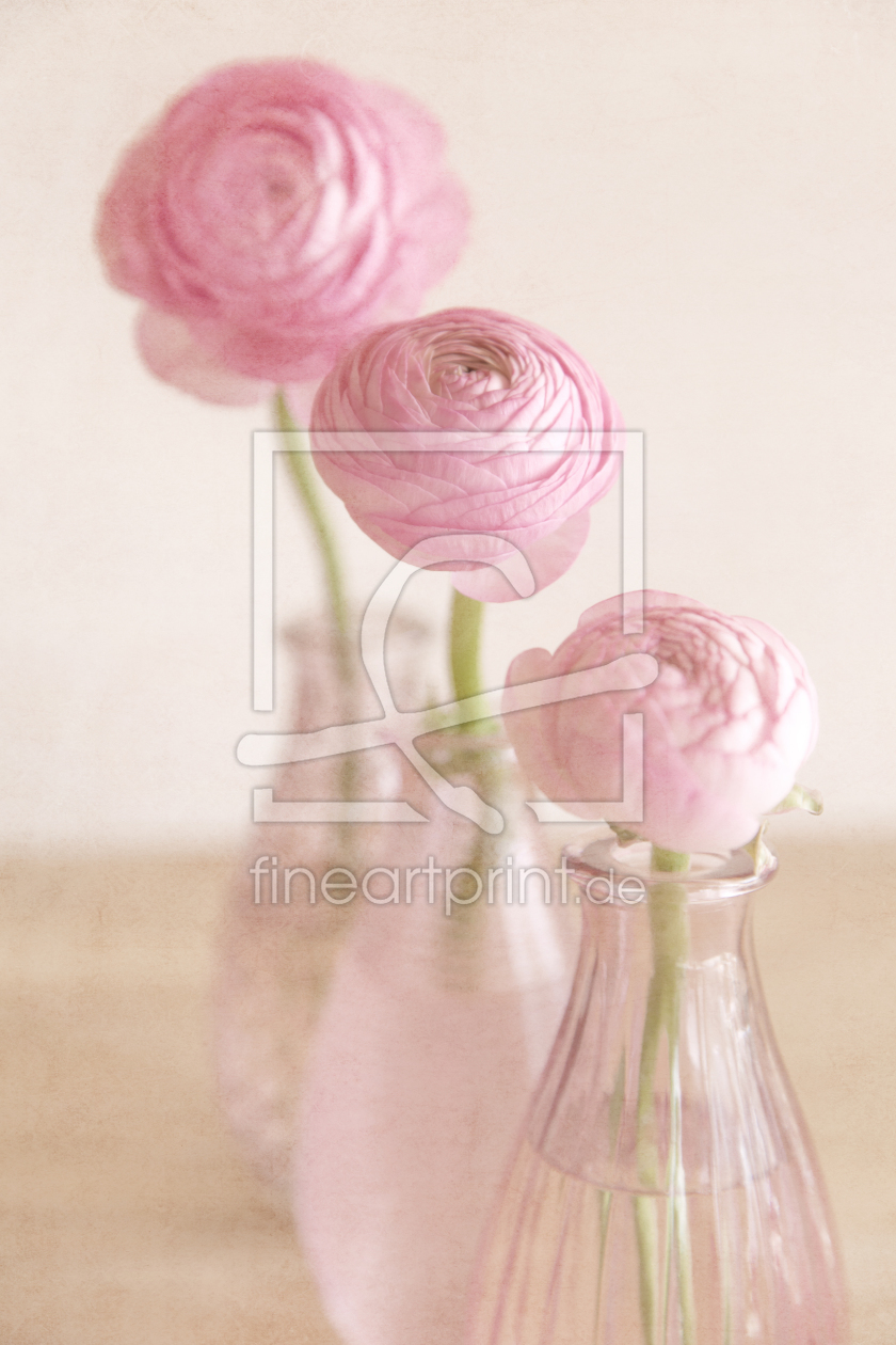 Bild-Nr.: 10483612 Three Ranunculus erstellt von mexi-photos