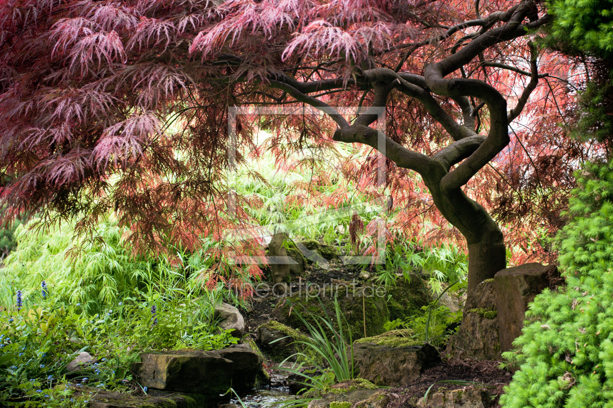 Bild-Nr.: 10484804 Japanischer Garten erstellt von MBuecker