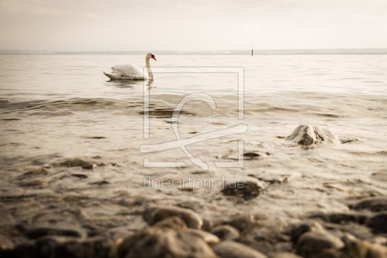 Bild-Nr.: 10485692 Schwan auf dem Bodensee erstellt von janschuler