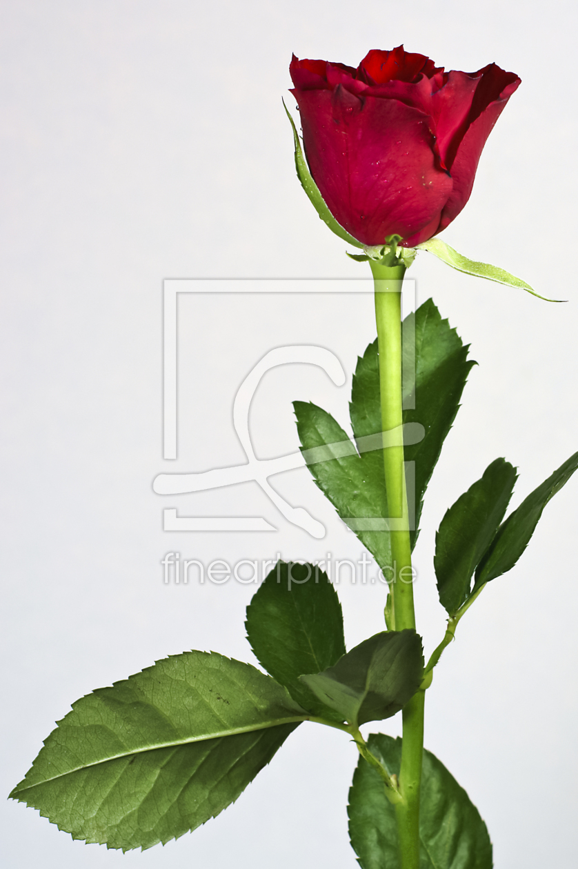 Bild-Nr.: 10486148 Rote Rose erstellt von Bernhard Spieldenner