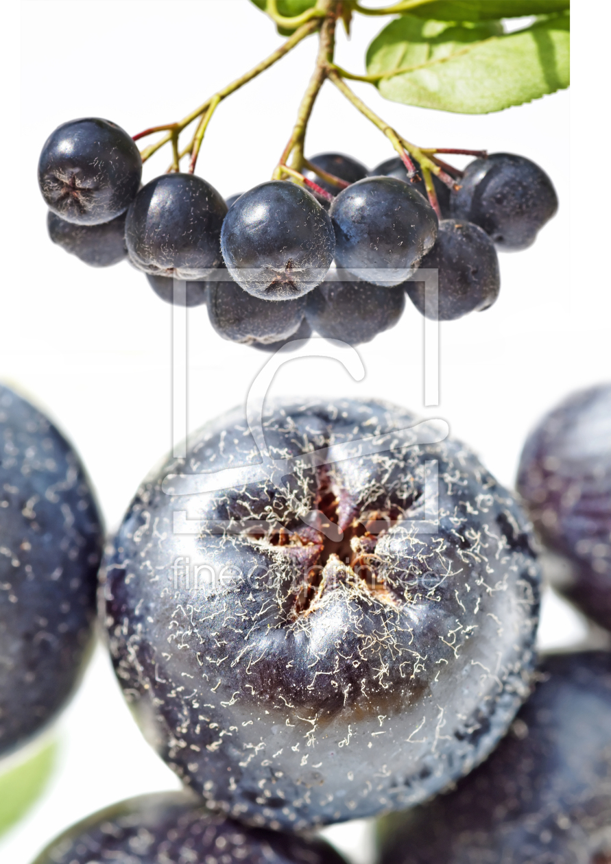 Bild-Nr.: 10486264 Apfelbeere Aronia erstellt von Hans-Joachim Schneider