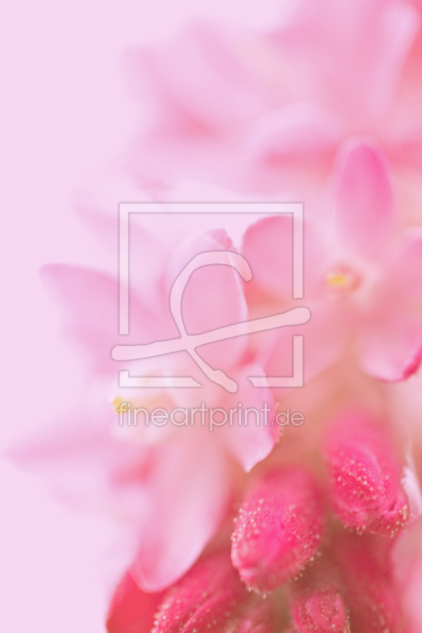 Bild-Nr.: 10489560 pink spring erstellt von Stephanie Stephanie Dannecker
