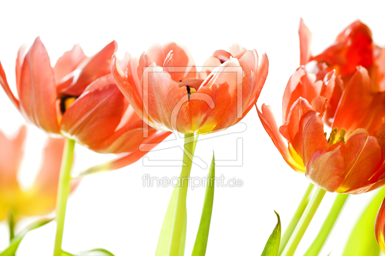 Bild-Nr.: 10491534 Tulpen  erstellt von Timo Geble