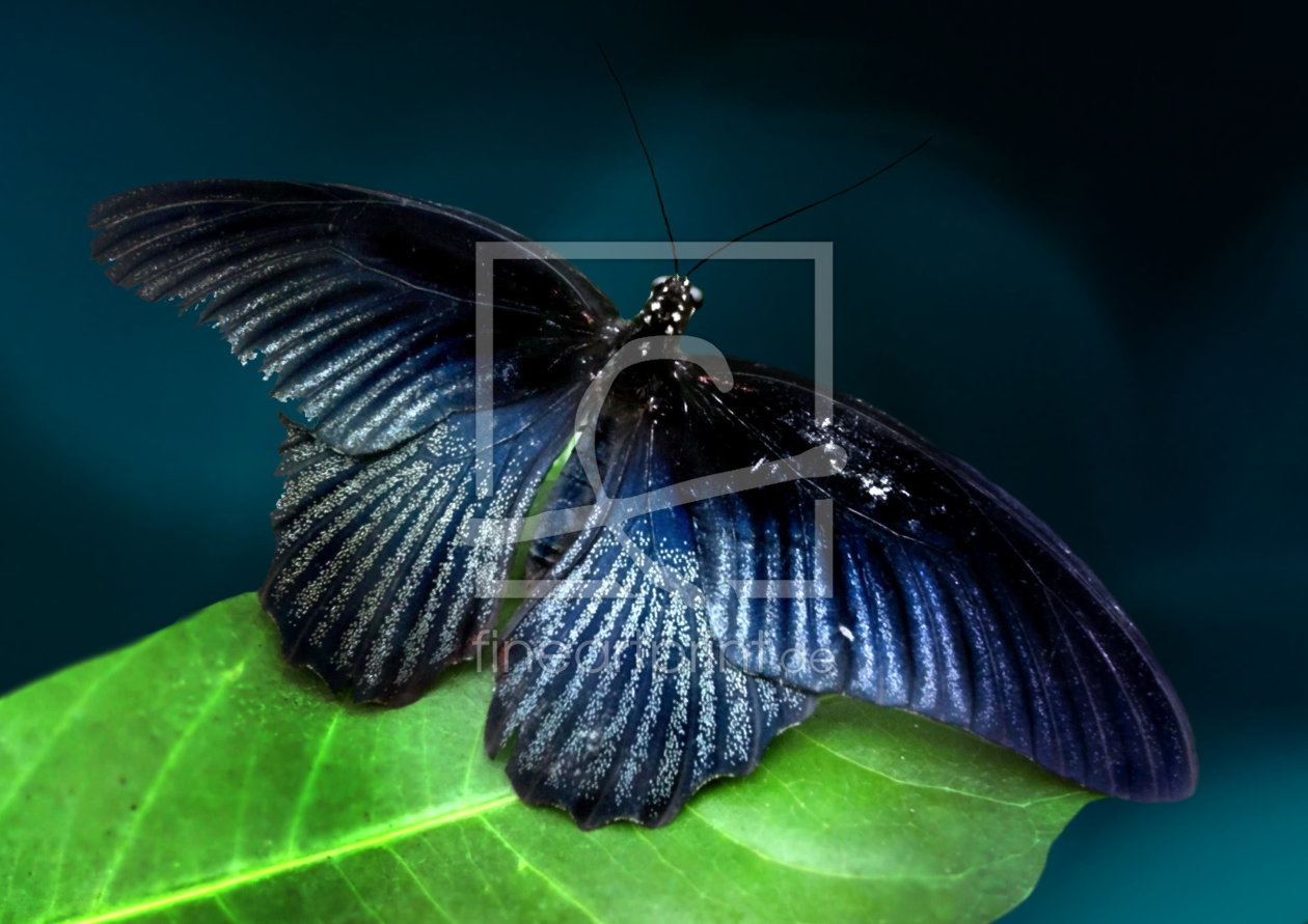Bild-Nr.: 10491686 Exotischer Schmetterling erstellt von Heike Hultsch