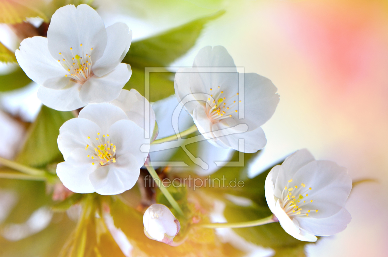 Bild-Nr.: 10491866 Frühlingsblüte erstellt von Atteloi