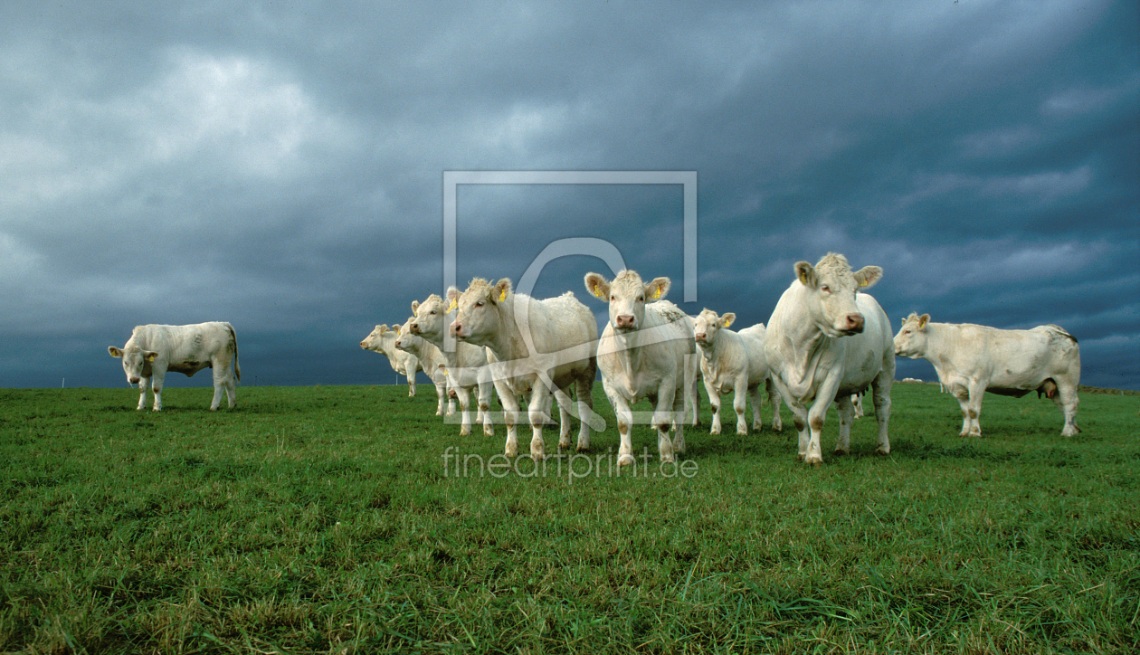 Bild-Nr.: 10492772 Charolais erstellt von Volker Müther