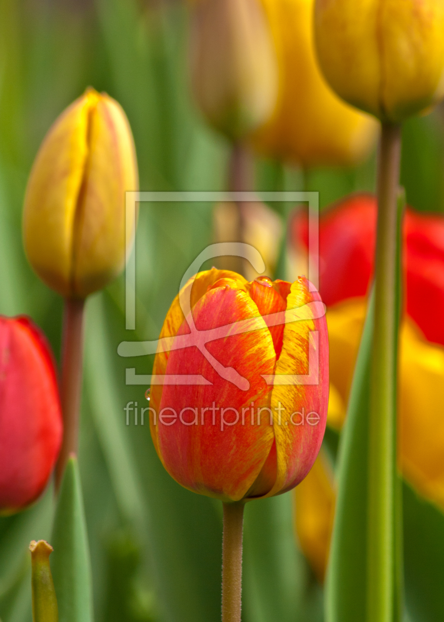 Bild-Nr.: 10493250 Tulpen 5 erstellt von Anja Schäfer