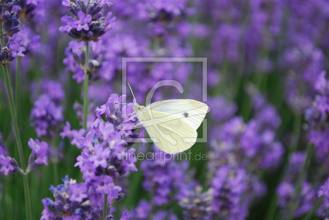 Bild-Nr.: 10494745 Butterfly erstellt von Lumbi12